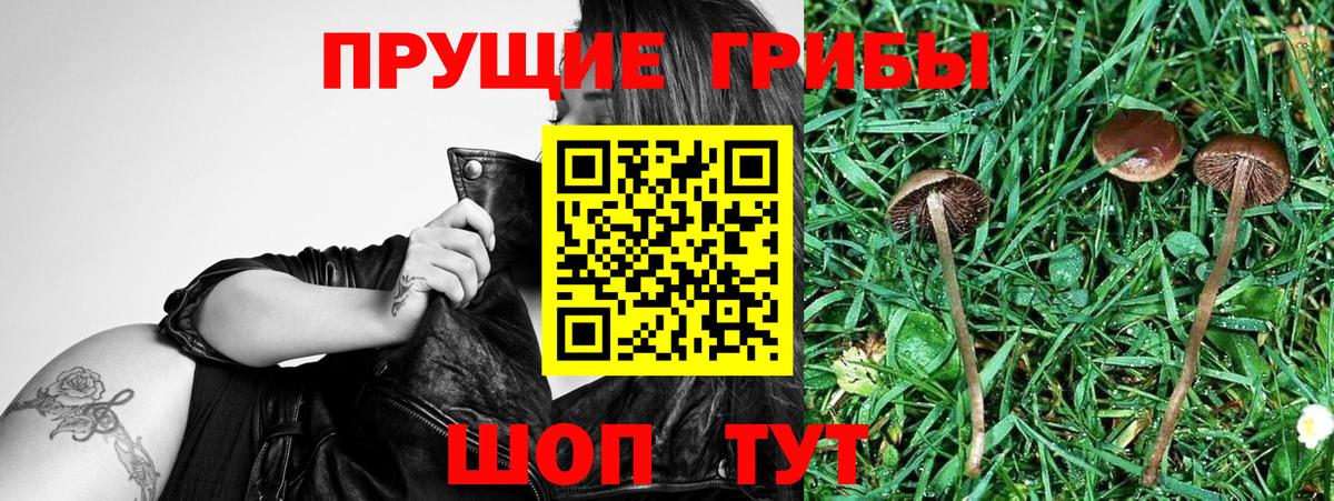 Псилоцибиновые грибы Cubensis Егорьевск
